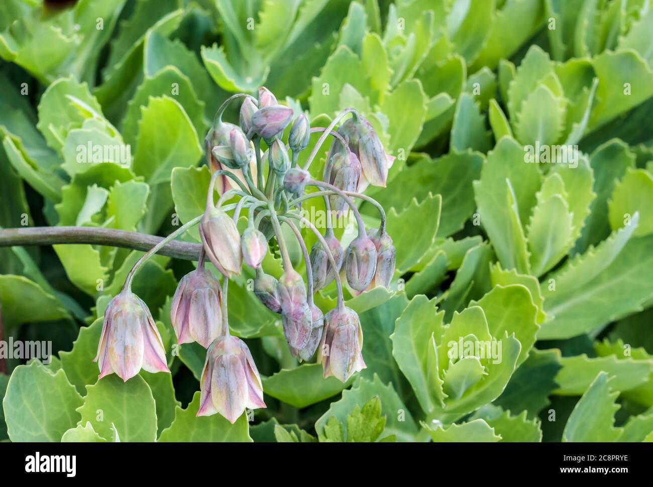 Eine nickende Gruppe von zarten violett-getönten, wachsartigen Nectaroscordum-Blüten überhängt das leuchtend grüne, robuste, saftige Laub des 'Autumn Joy'-Sedum. Stockfoto