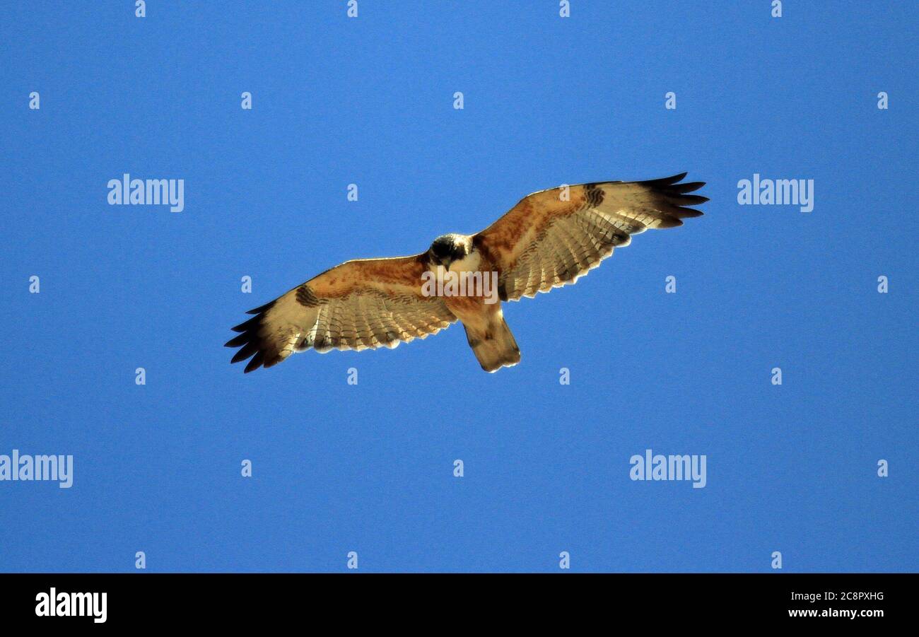 Atacama Vogelwelt Stockfoto