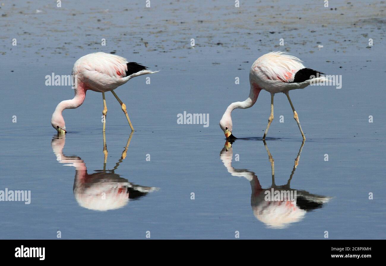 Flamingos der Anden, Atacama-Wüste, Chile Stockfoto