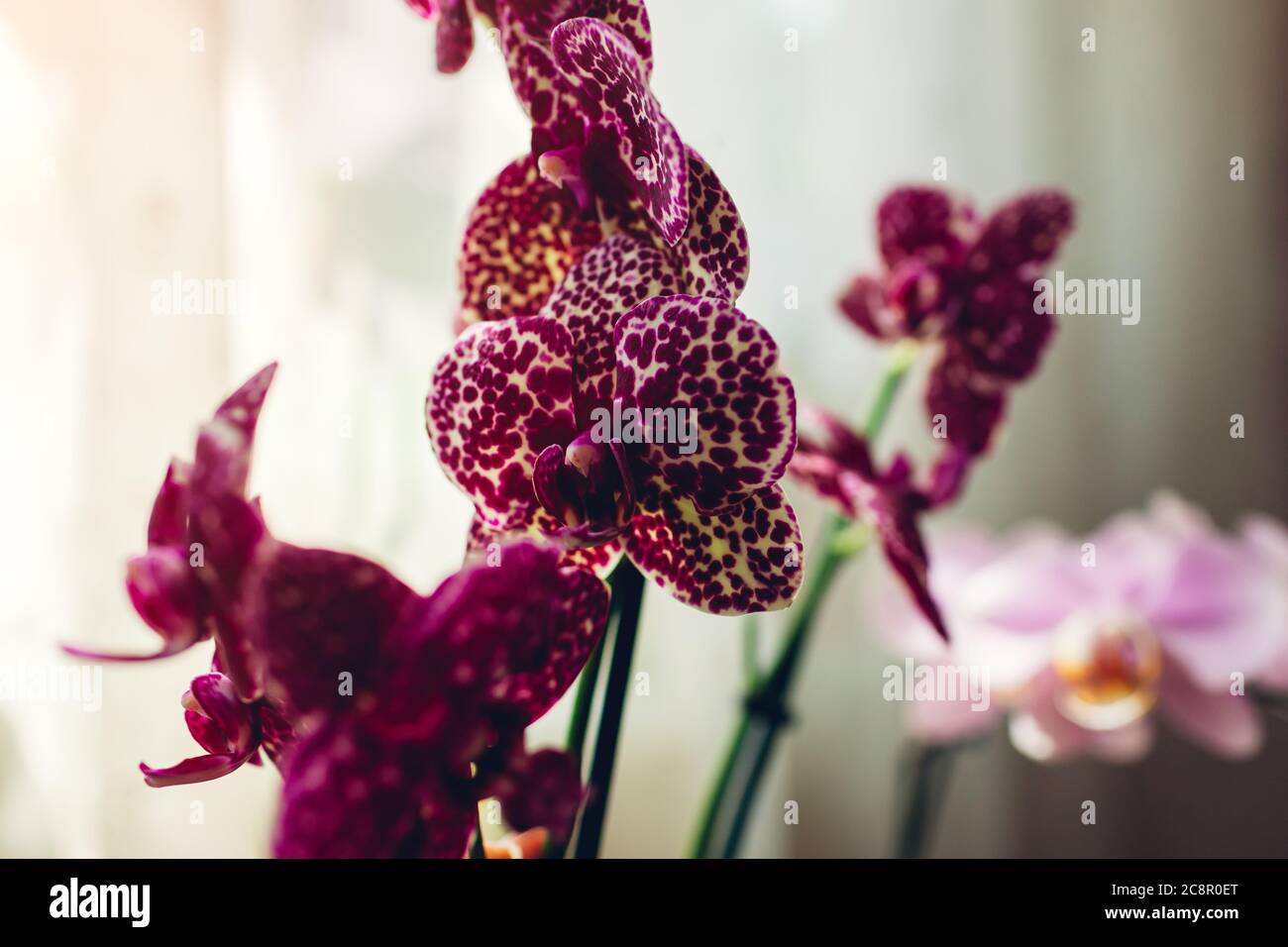 Wildkatze Orchidee phalaenopsis. Pflege von Heimpflanzen. Nahaufnahme von violetten Blumen mit Punkten Ornament Stockfoto