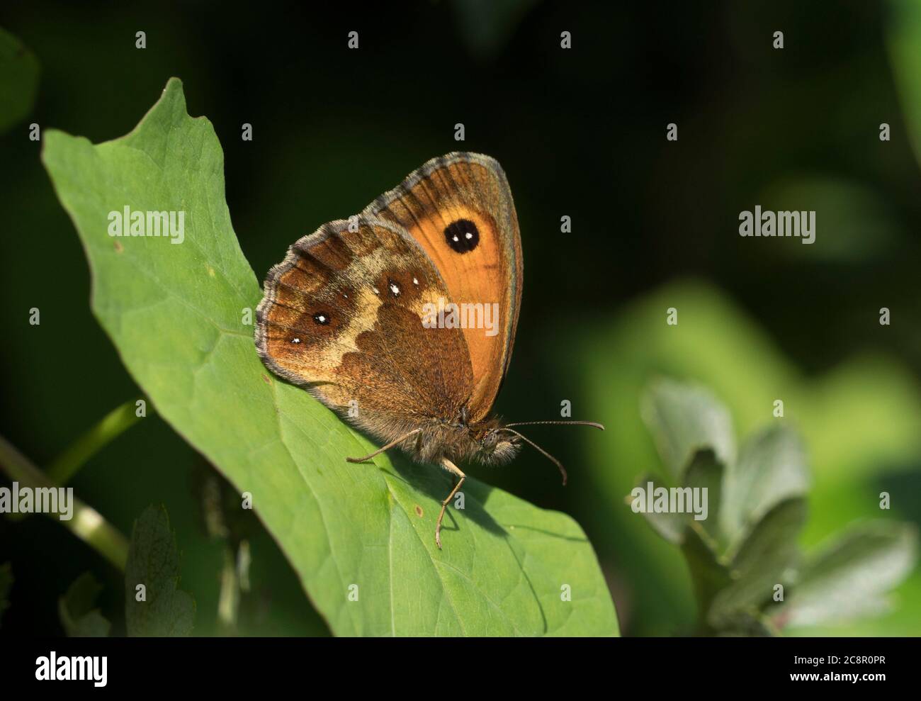 Torwart Butterfly, Pyronia tithonus, alleinerziehender Erwachsener auf Blatt, Worcestershie, Großbritannien Stockfoto