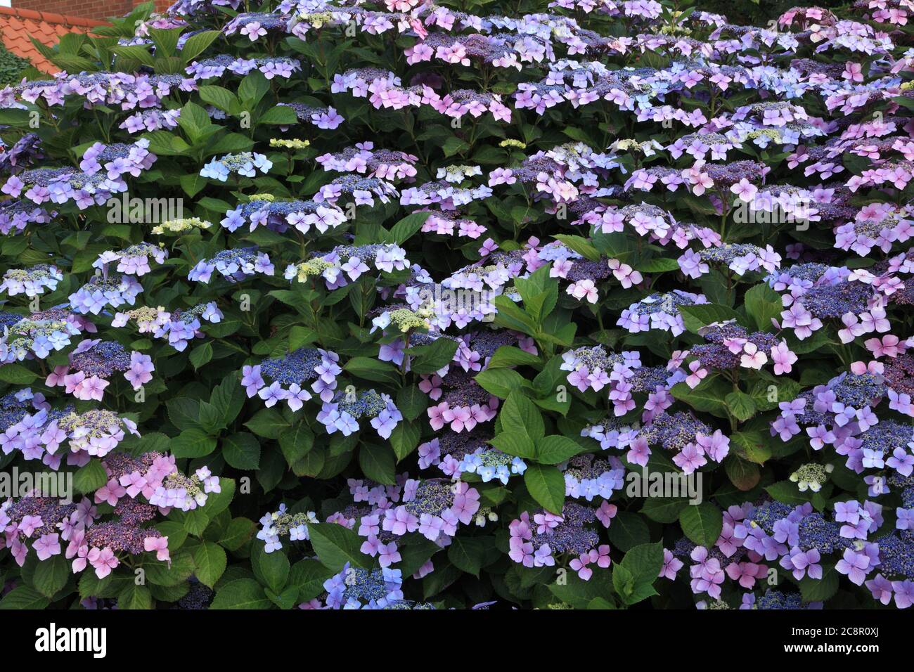Hortensia macrophylla 'Blue Wave', Hortensia mariesii 'Perfecta', Hortensien. Stockfoto