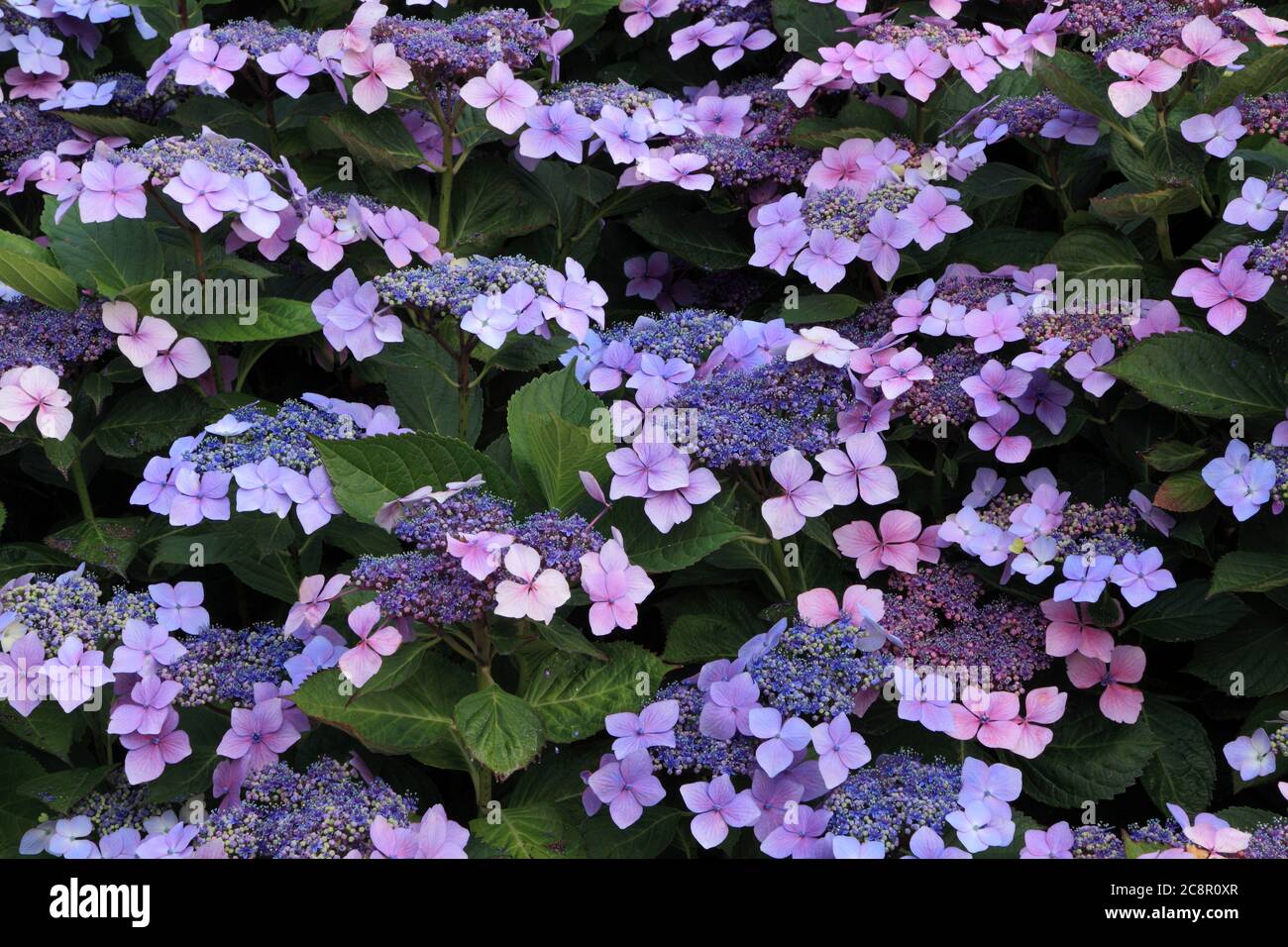 Hortensia macrophylla 'Blue Wave', Hortensia mariesii 'Perfecta', Hortensien. Stockfoto