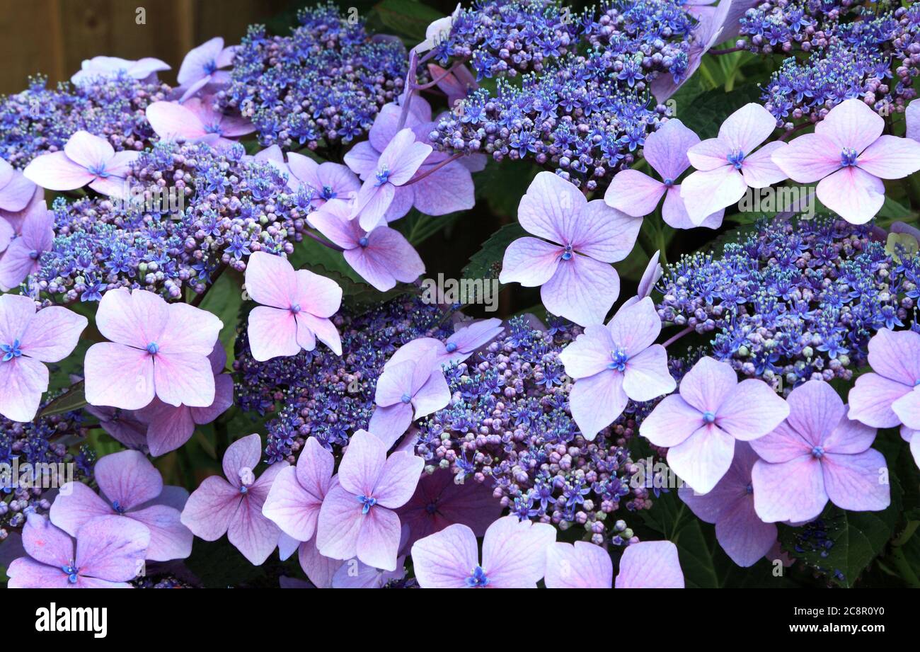 Hortensia macrophylla 'Blue Wave', Hortensia mariesii 'Perfecta', Hortensien, Detail, Nahaufnahme Stockfoto