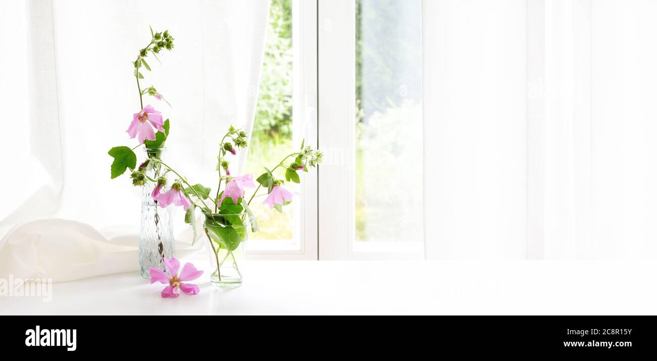 Arrangement mit rosa Malvenblumen (Malva) in Glasvasen am Fenster vor einem weißen Vorhang, Panoramafenster, großer Kopierraum, ausgewählte fo Stockfoto