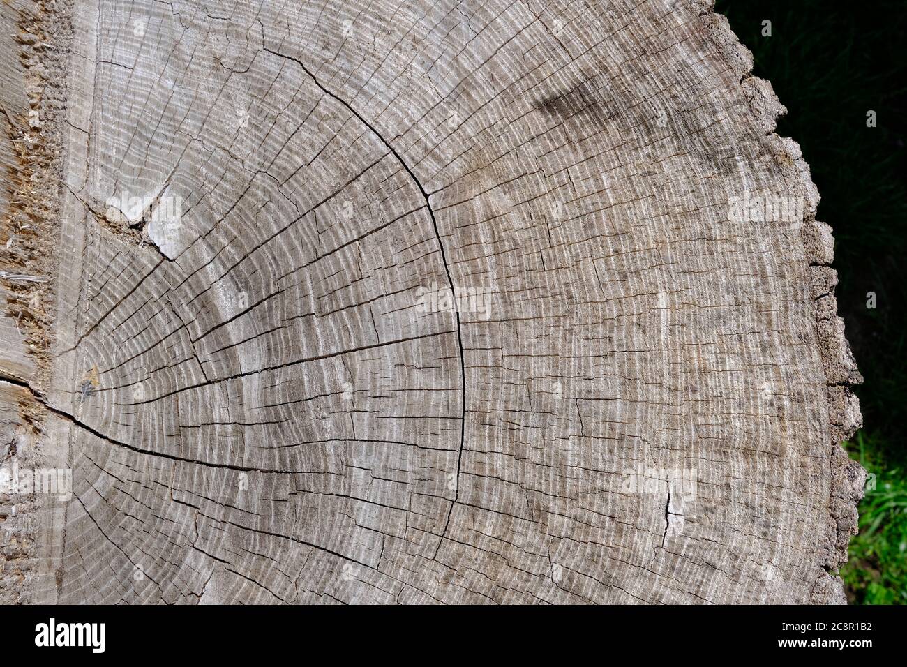 Holzstruktur. Großer Baumstamm mit vielen winzigen Rissen und grau gealterter Farbe. Stumpf zeigt die altersbestimmenden Ringe eines Baumes. Stockfoto