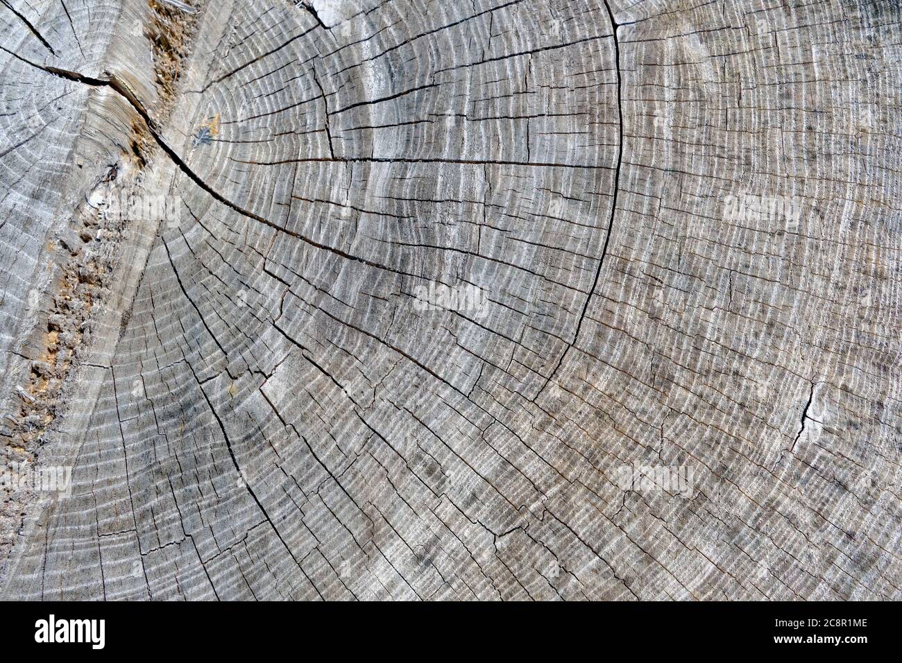 Holzstruktur. Großer Baumstamm mit vielen winzigen Rissen und grau gealterter Farbe. Stumpf zeigt die altersbestimmenden Ringe eines Baumes. Stockfoto