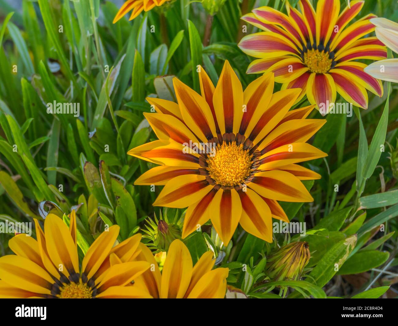 Schatzblume Gazania rigens an einem sonnigen Tag im Freien geöffnet Stockfoto