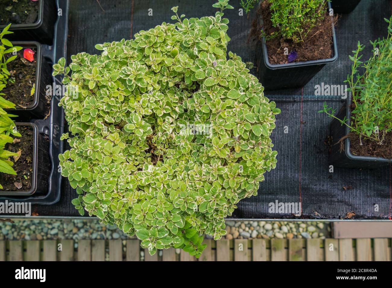 Blätterpflanze oder Plectranthus madagascariensis Pflanze von oben Stockfoto