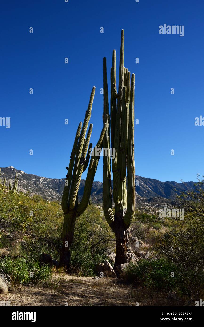 Rückläufige, ungesunde saguaro Kakteen wachsen in den Ausläufern der Santa Catalina, Berge, Sonoran Wüste, Catalina, Arizona, USA. Stockfoto