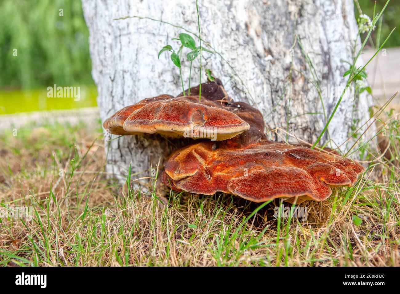 Dünnwandige Labyrinth polypore . Polypore Pilz ein Baumstamm . Halterung Für Die Durchlasserbuchse Stockfoto