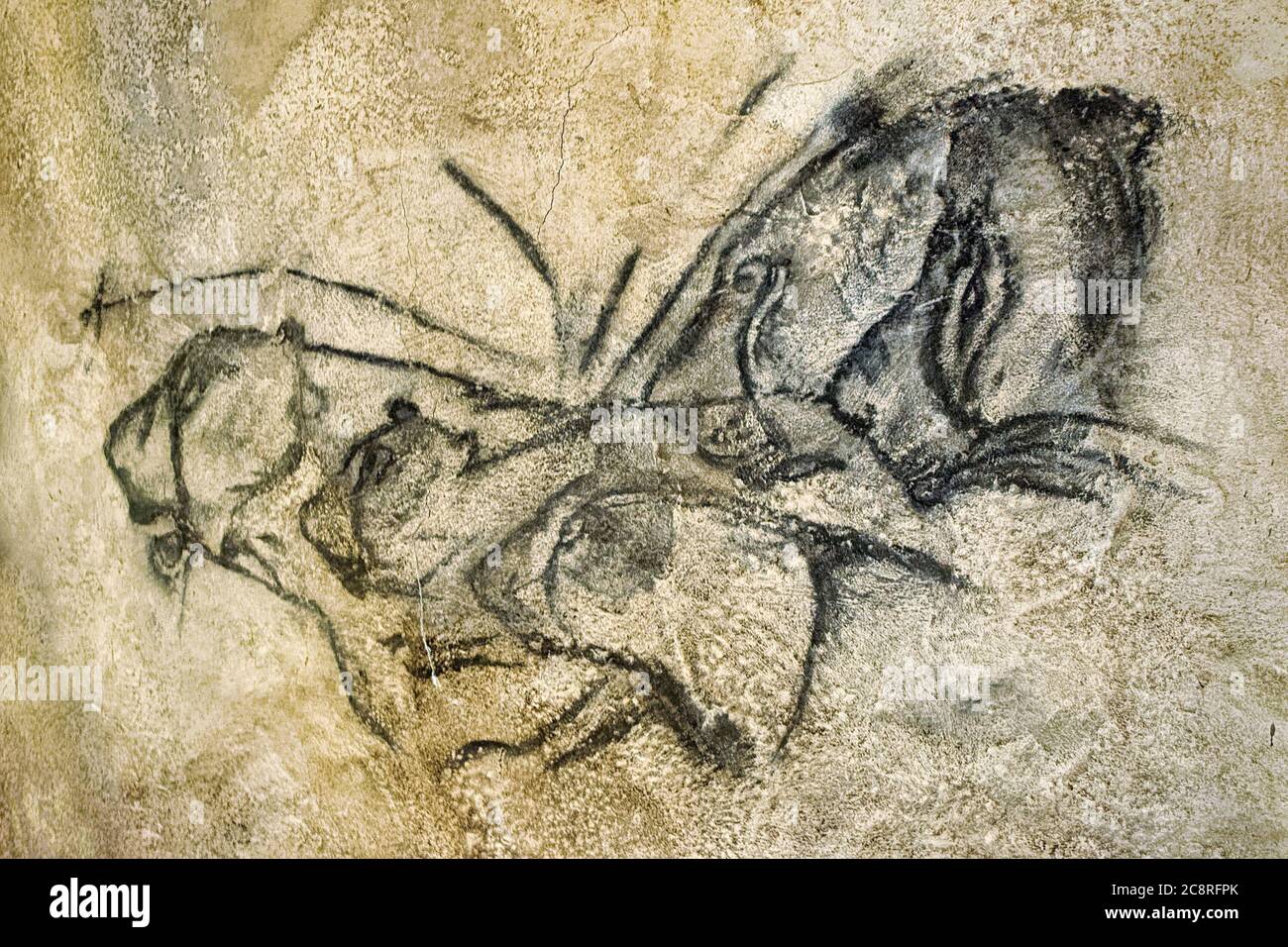 Berühmtes prähistorisches Höhlengemälde von Löwen, das vor etwa 32.000 Jahren in der Chauvet-Höhle in Frankreich entstand. Diese Replik ist im Smithsonian ausgestellt Stockfoto