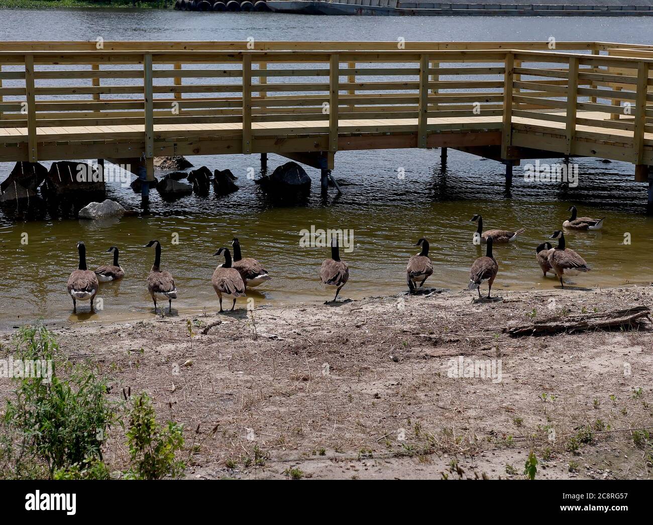 Erwachsene Kanada Gänse schwimmen im Sommer am Ufer des Nanticoke River in der Nähe von Seaford, DE. Stockfoto Erwachsene Kanada Gänse schwimmen im Sommer am Ufer des Nanticoke River in der Nähe von Seaford, DE. Stockfoto