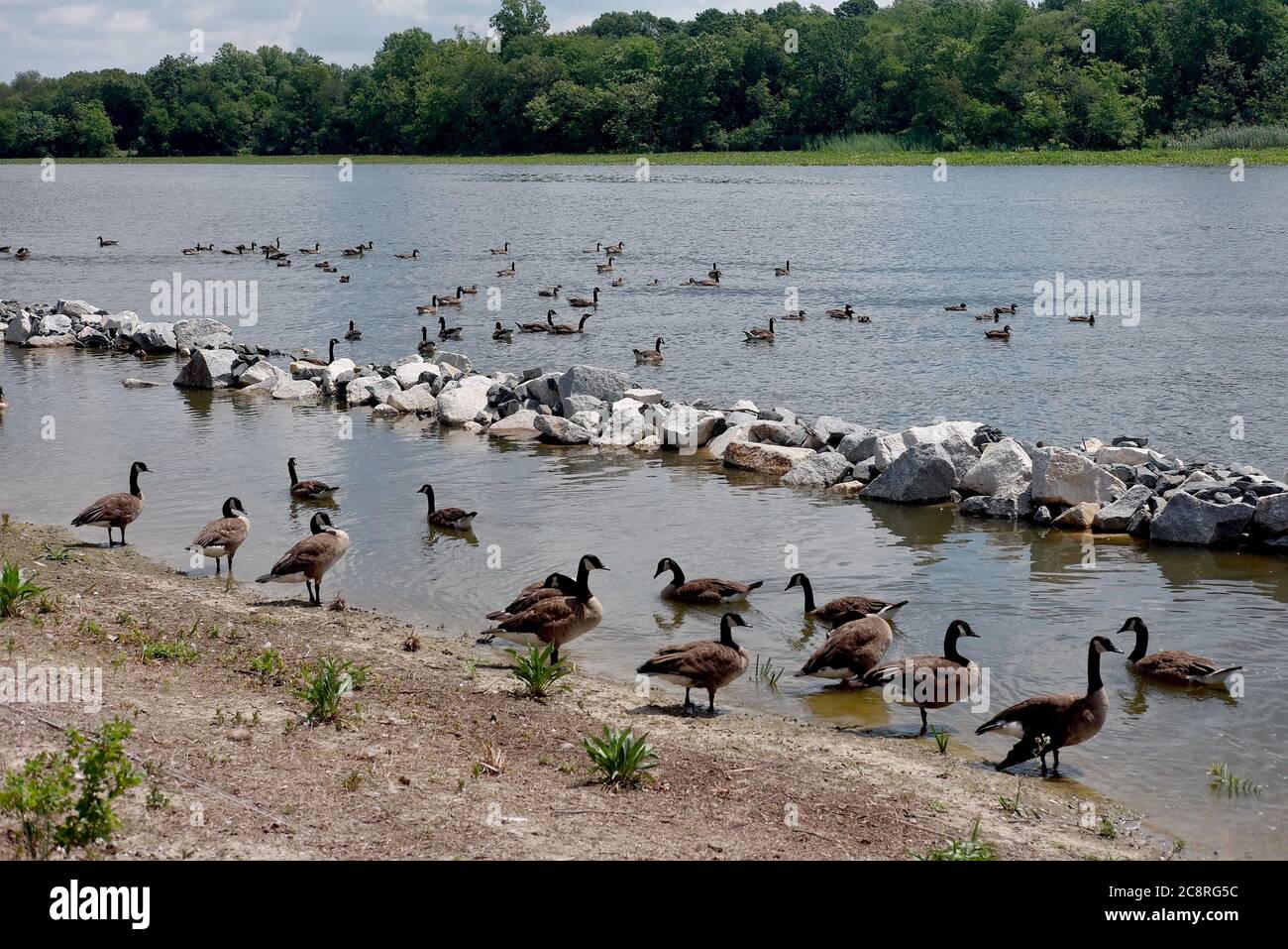 Erwachsene Kanada Gänse schwimmen im Sommer am Ufer des Nanticoke River in der Nähe von Seaford, DE. Stockfoto Erwachsene Kanada Gänse schwimmen im Sommer am Ufer des Nanticoke River in der Nähe von Seaford, DE. Stockfoto