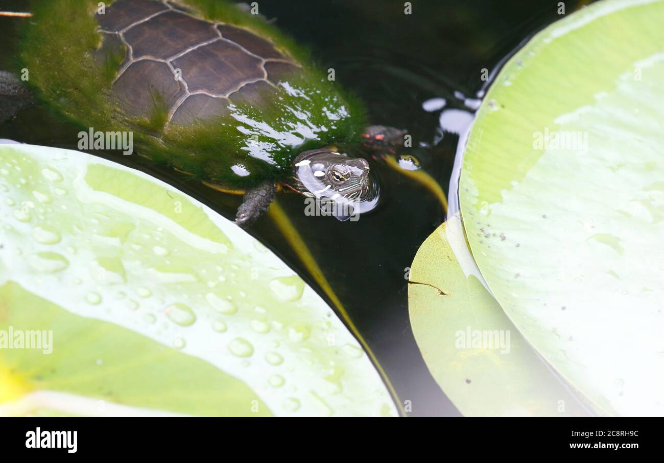 Rotohrschildkröte in New York Lake Stockfoto