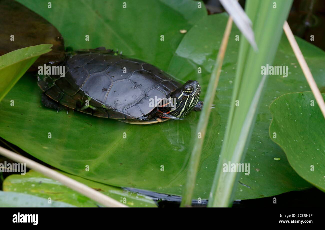 Rotohrschildkröte in New York Lake Stockfoto