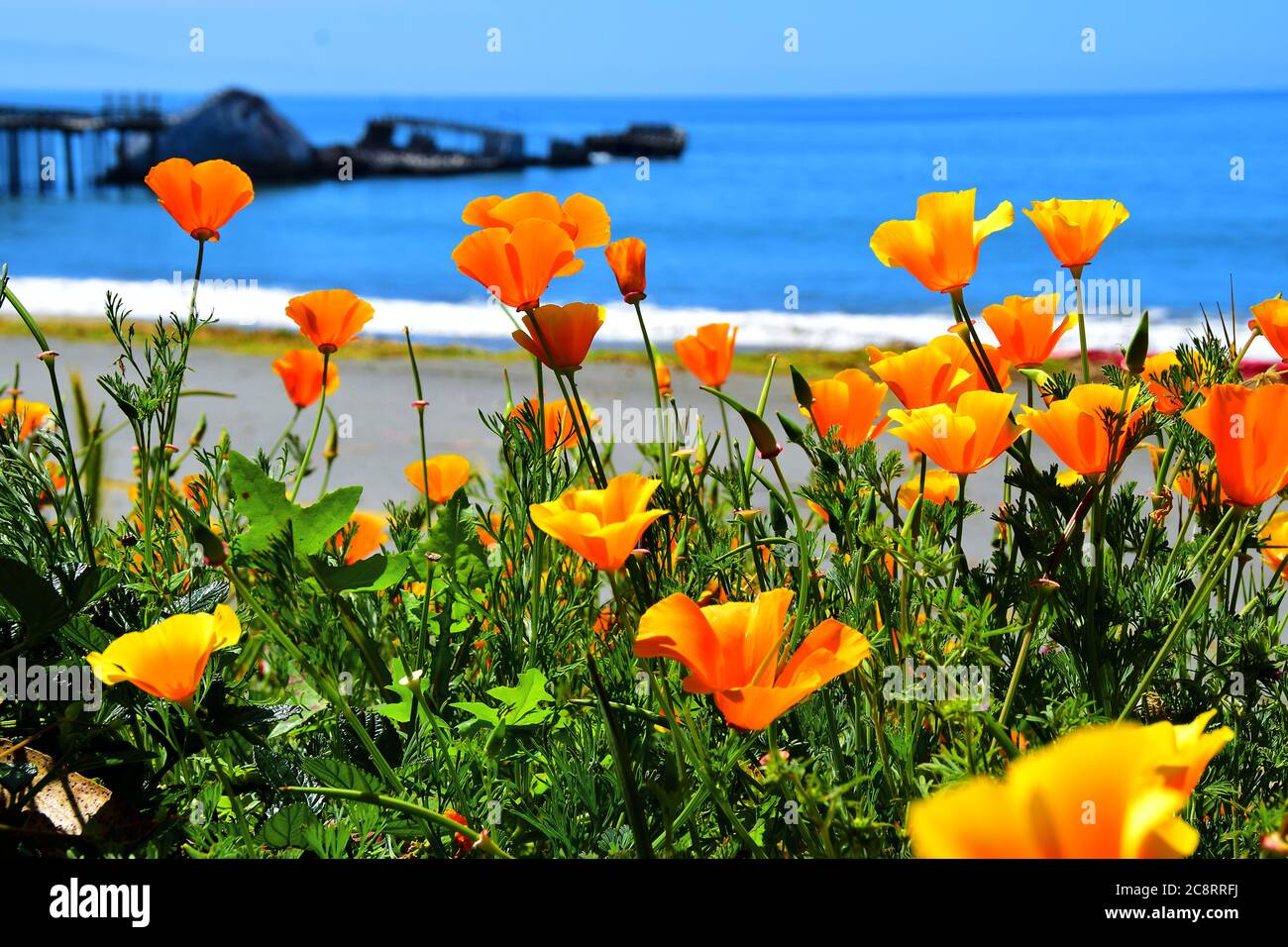 Mohnblumen und Zementschiff in Aptos, Kalifornien Stockfoto