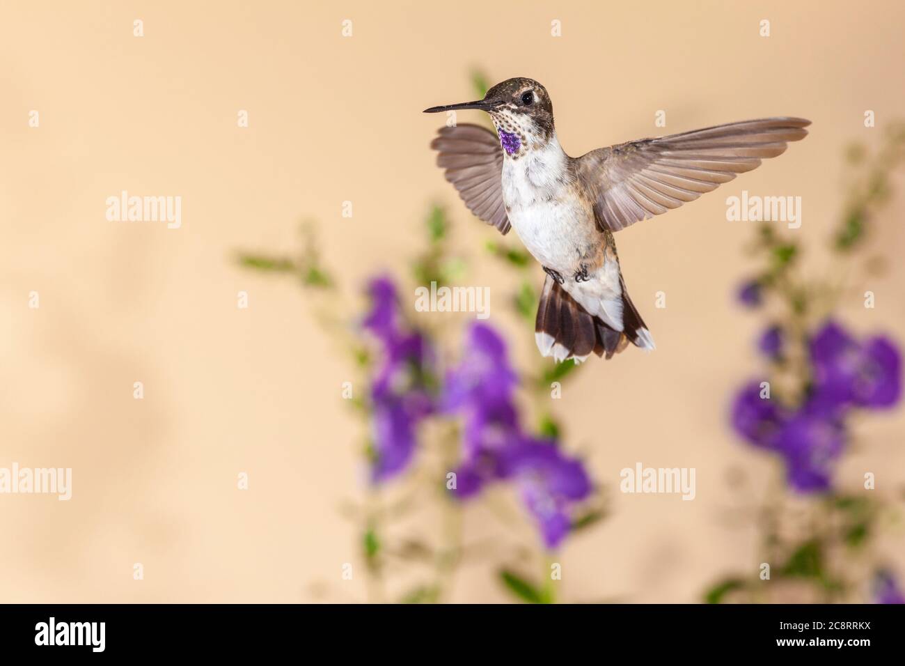 Schwarzer-chinned Kolibri Archilochos Alexander, im Flug auf der Suche nach Nektar Blumen. Stockfoto