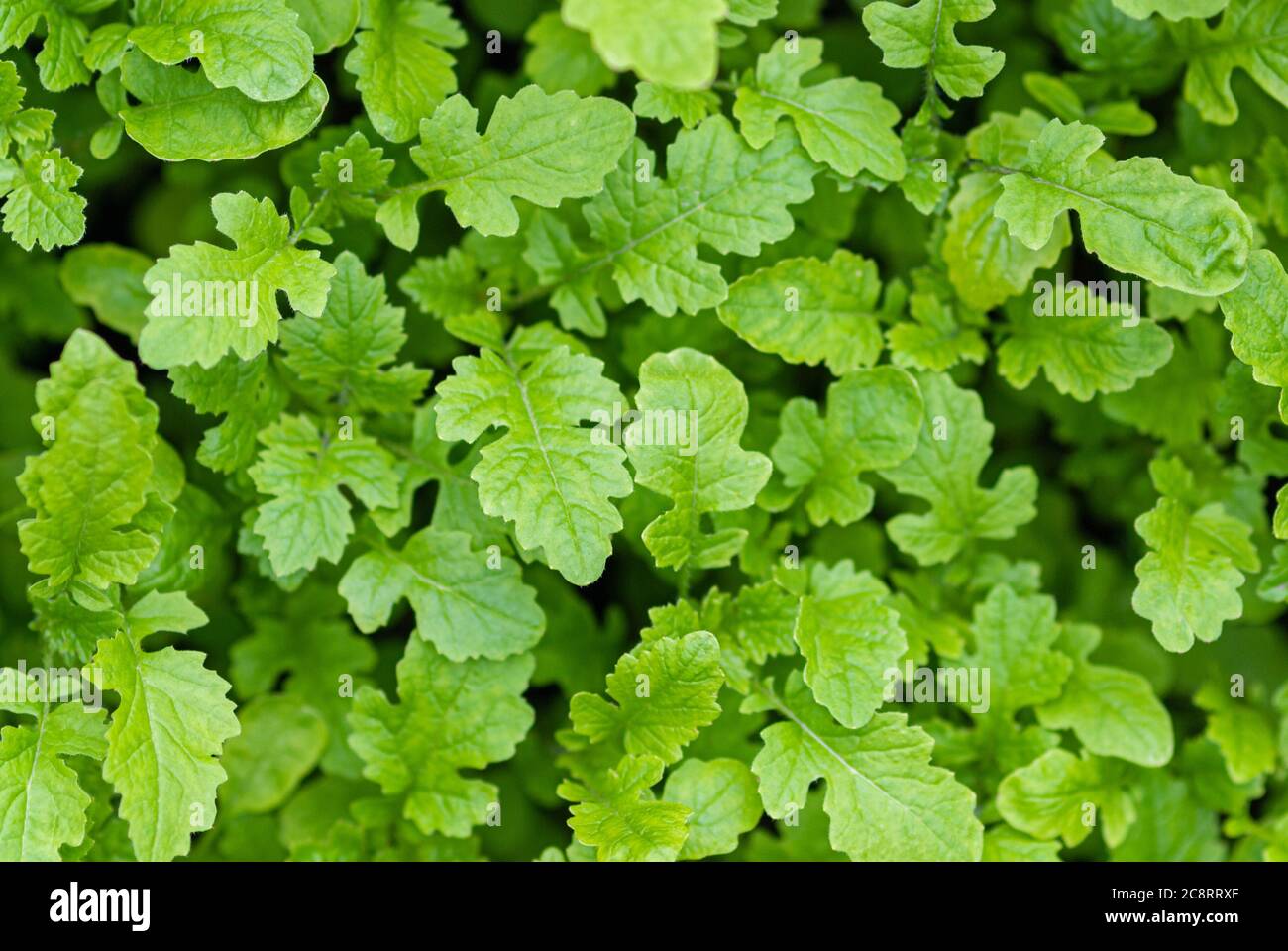 Sinapis alba L. Sämlinge Draufsicht, Gründünger Ernte im Garten Stockfoto