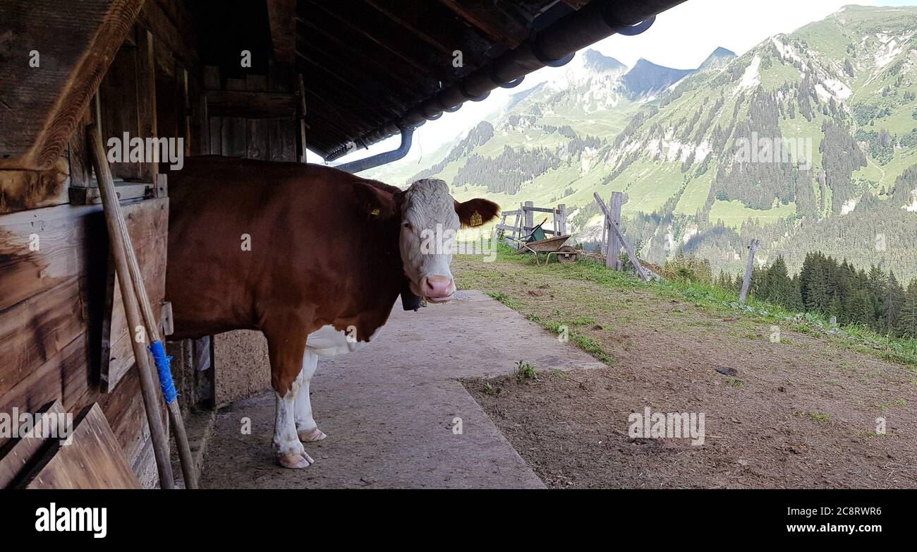Habkern, Schweiz. Juli 2020. Eine Kuh blickt aus der Scheune hinter einer Berghütte im Berner Oberland in der Schweiz. Die Tiere verbringen den ganzen Sommer in luftigen Höhen, um sich auf Bergwiesen zu ernähren. Die Bauern erhalten ein paar hundert Franken an Subventionen, weil die Weidekühe verhindern, dass die Wiesen bewaldet werden und zur Biodiversität beitragen. (To dpa: 'Kuh und Käse statt Corona: Working Summer on the Swiss Alps') Quelle: Christiane Oelrich/dpa/Alamy Live News Stockfoto