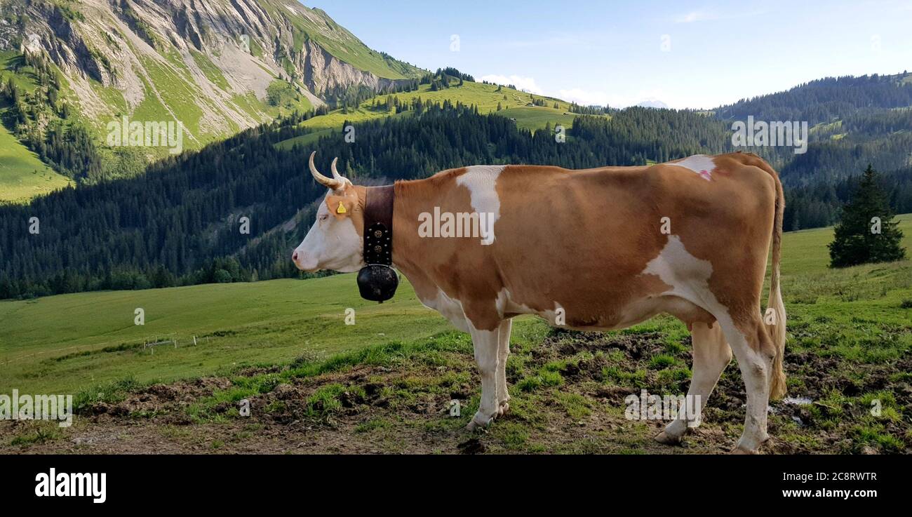 Habkern, Schweiz. Juli 2020. Eine Kuh steht auf einer Alm auf einer Alp im Berner Oberland. Die Bauern lassen ihre Kühe im Sommer vier Monate auf den saftigen Bergwiesen. Die Versorgung auf mehr als 1500 Metern über dem Meeresspiegel erfolgt durch Milchbauern. Sie leben auf der Alp, kümmern sich um die Tiere und machen Käse. (To dpa: 'Kuh und Käse statt Corona: Working summer on the Swiss Alp') Quelle: Christiane Oelrich/dpa/Alamy Live News Stockfoto