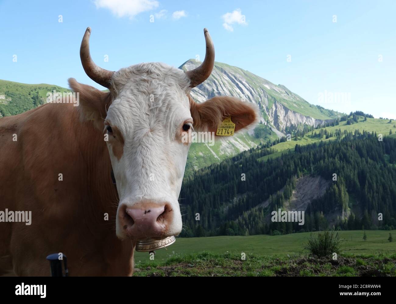 Habkern, Schweiz. Juli 2020. Eine Kuh steht auf einer Weide im Berner Oberland in der Schweiz. Die Bauern lassen ihre Tiere den ganzen Sommer über auf den saftigen Bergwiesen, was dem aus ihrer Milch hergestellten Käse einen besonderen Geschmack verleiht. (To dpa: 'Kuh und Käse statt Corona: Working Summer on the Swiss Alps') Quelle: Christiane Oelrich/dpa/Alamy Live News Stockfoto