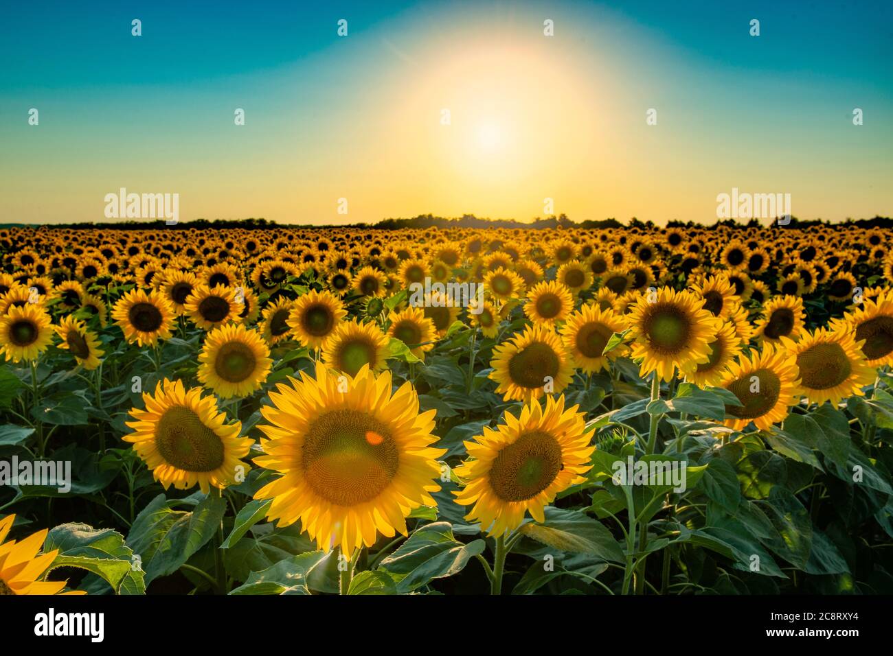 Heiße Sommersonne über Sonnenblumenfeld. Landwirtschaft und Sonnenblumenöl produzieren Stockfoto