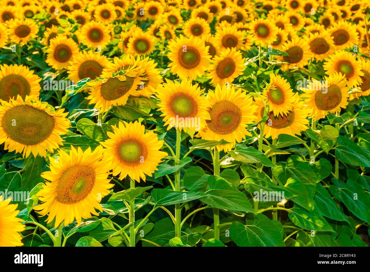 Helles Sonnenblumenfeld. Viele blühende Blumen auf dem Feld Stockfoto