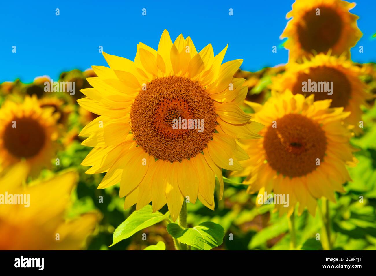 Super helle und lebendige blühende Sonnenblumen auf dem Sonnenblumenfeld. Bunte Sonnenblumen. Landwirtschaft und Ölindustrie. Hochauflösendes Foto Stockfoto