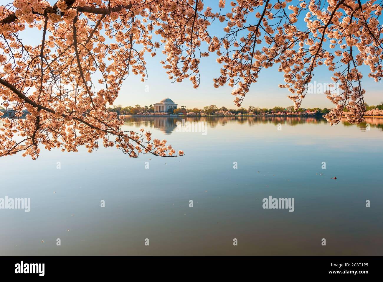 Tidal Basin und Jefferson Memorial während des National Cherry Blossom Festivals. Washington. DC. USA Stockfoto