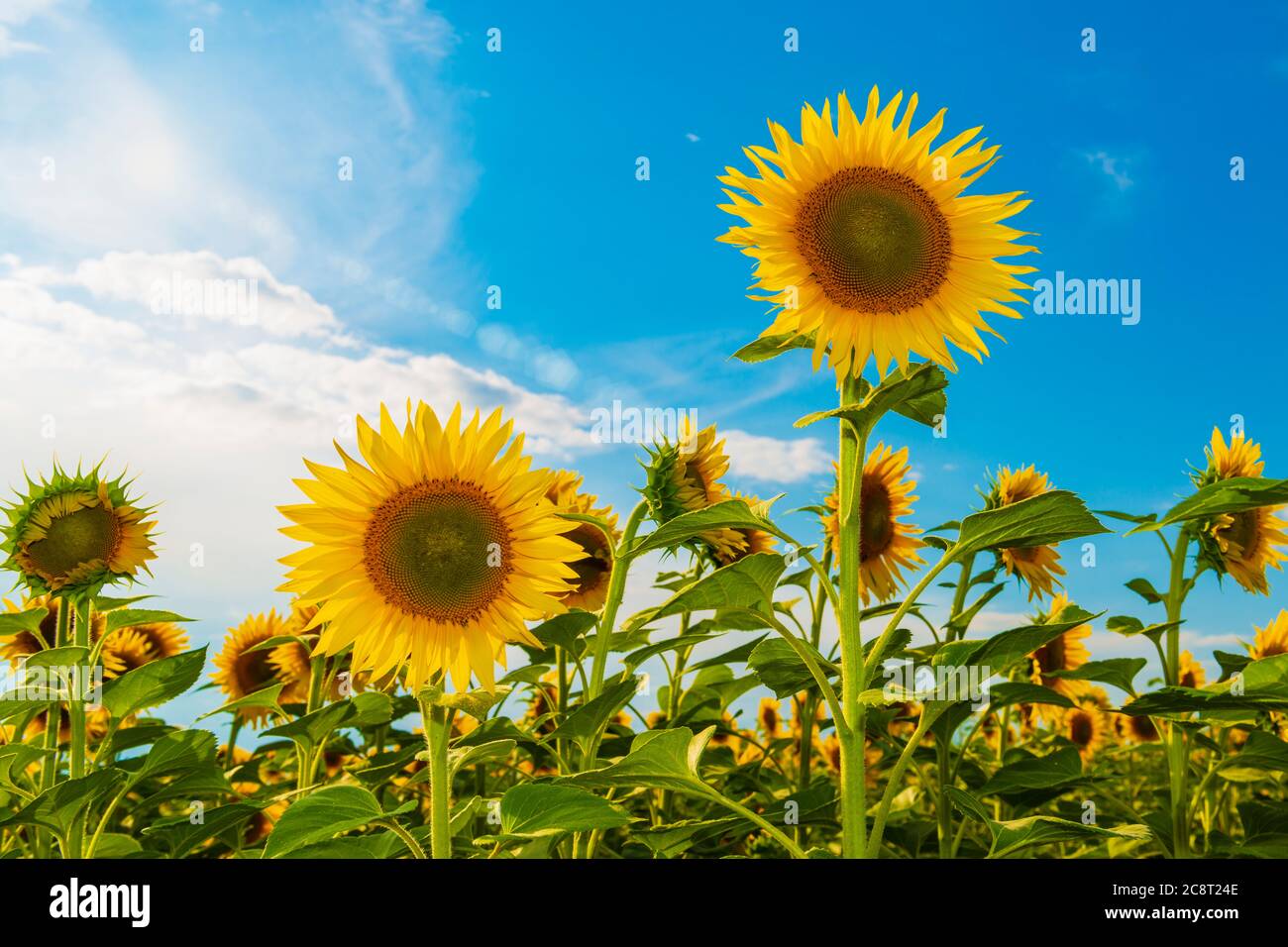 Leuchtendes Sonnenblumenfeld mit Sonneneinstrahlung Stockfoto