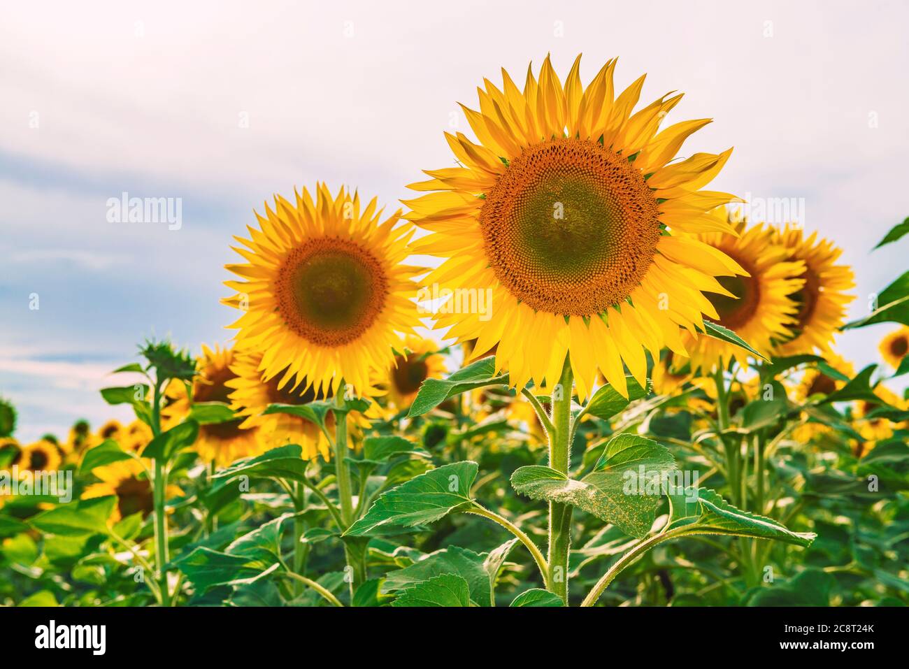 Blühende Sonnenblumen. Buntes Sonnenblumenfeld. Sonnenblumenöl Quelle. Stockfoto