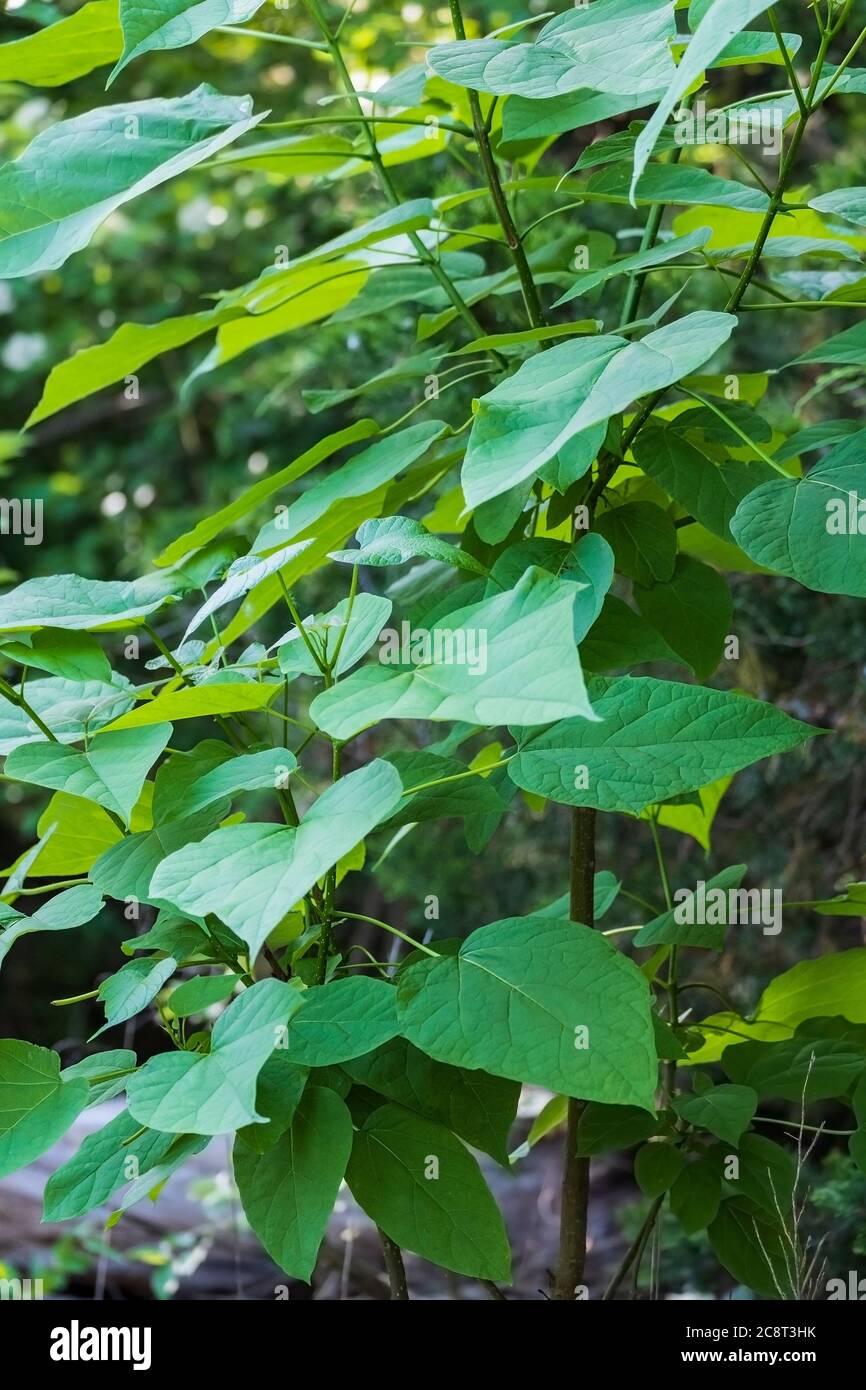 Nahaufnahme der herzfrmigen Bltter von Catalpa speciosa, einem Baum, der  lange Samenkapseln produziert, gemeinsamer Name grner Bohnenbaum  Stockfotografie - Alamy