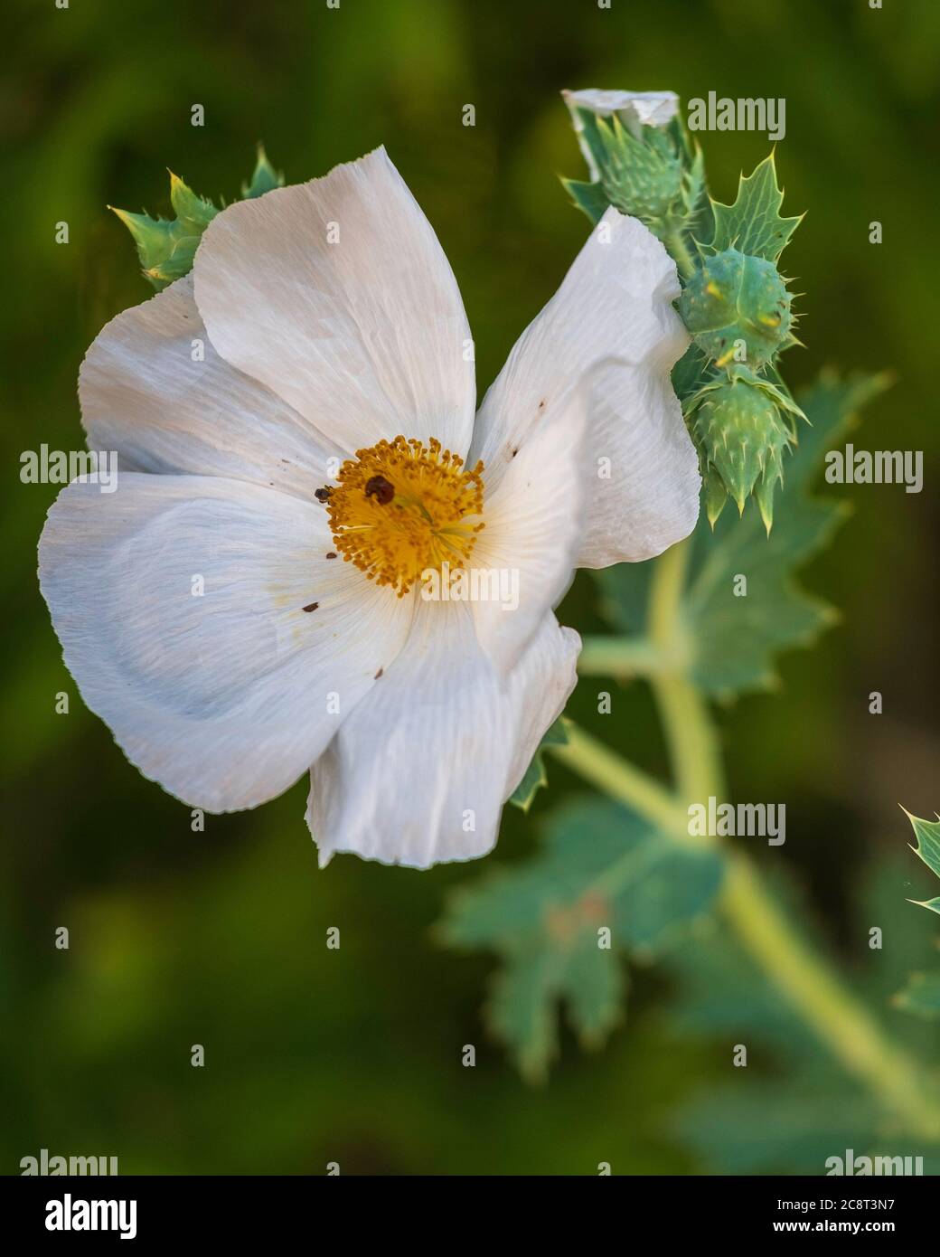 Stachelmohn, Argemone albiflora, auch bekannt unter mehreren Namen, darunter Texas Stachelmohn, wächst im Great Salt Plains State Park, Oklahoma, U Stockfoto