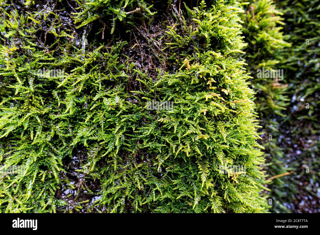 Grüne Vegetation auf nassem Stein. Moss-Textur, Hintergrund mit Kopierraum Stockfoto