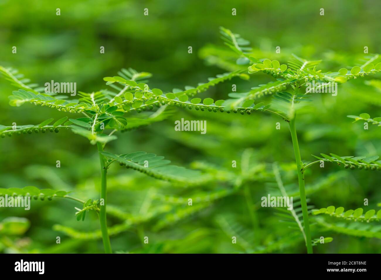 Phyllanthus niruri Kräuterpflanze und andere Namen, Seed-under-leaf, Phyllanthus amarus Schumach & Thonn. Stockfoto