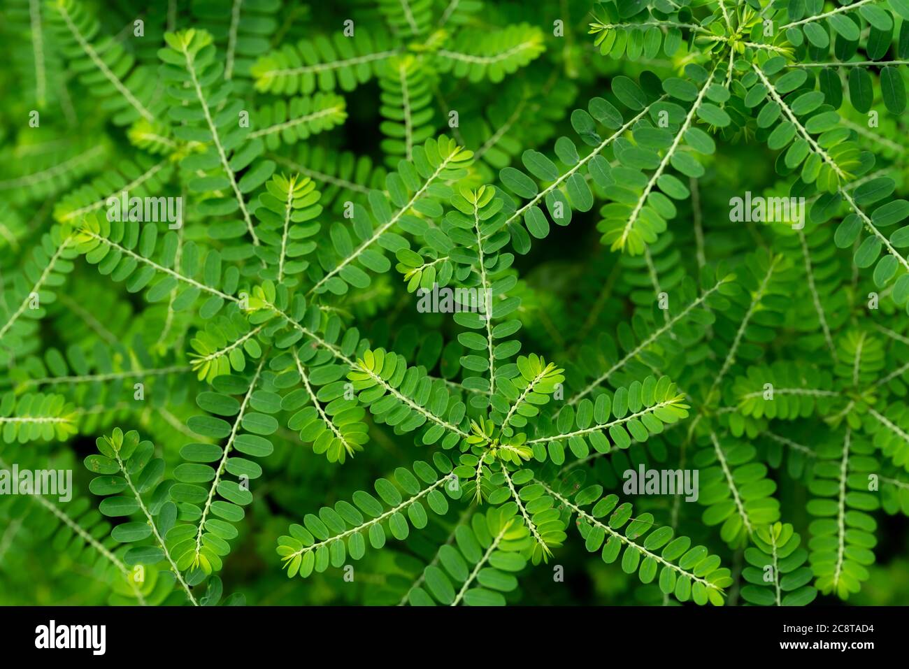 Phyllanthus niruri Kräuterpflanze und andere Namen, Seed-under-leaf, Phyllanthus amarus Schumach & Thonn, Draufsicht. Stockfoto