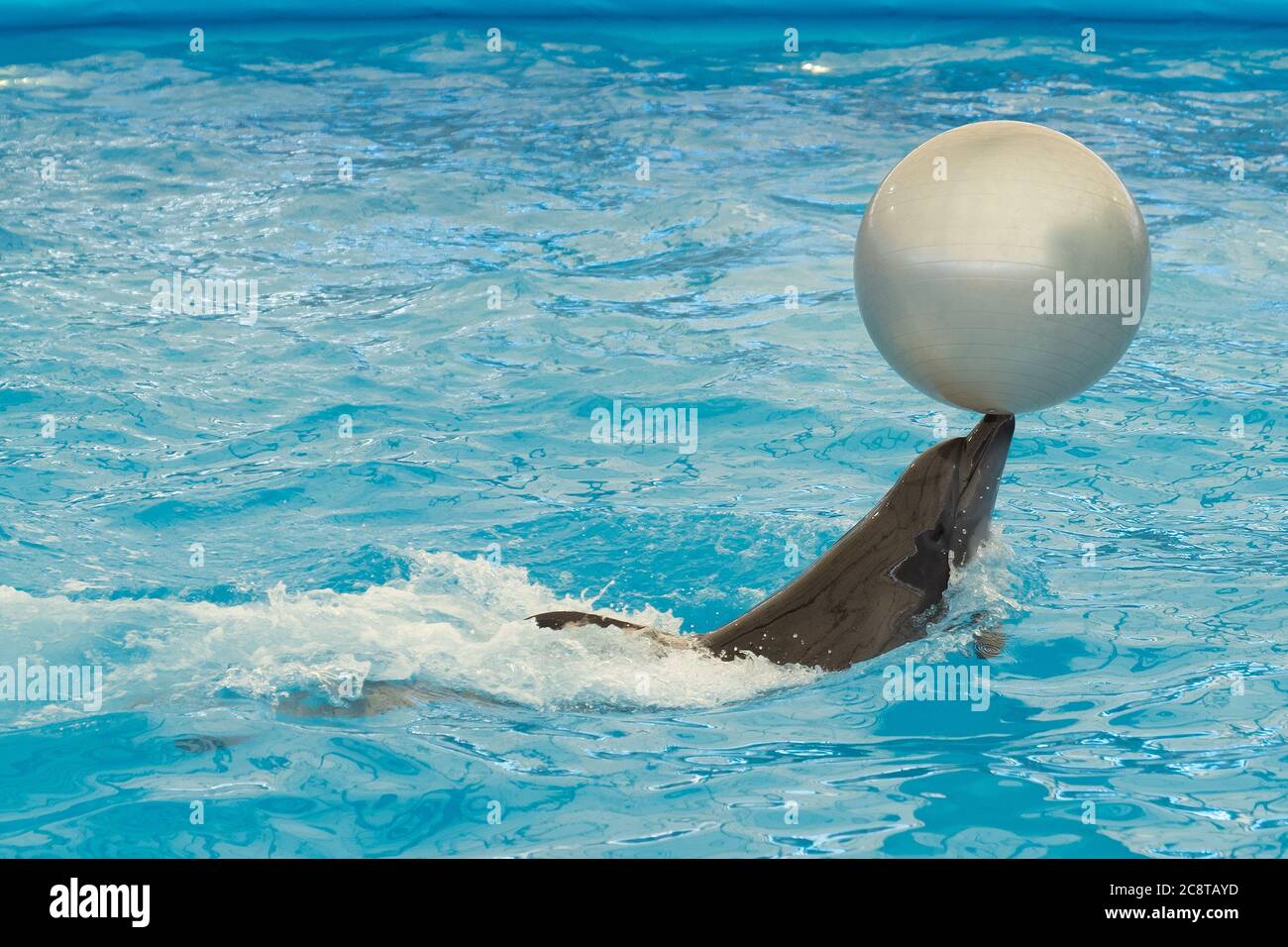 Großer Delphin mit Ball während der Aufführung im Wasserbecken. Stockfoto