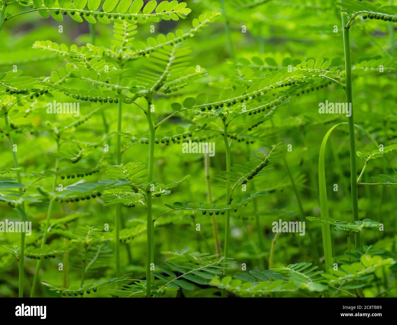 Phyllanthus niruri Kräuterpflanze und andere Namen, Seed-under-leaf, Phyllanthus amarus Schumach & Thonn. Stockfoto