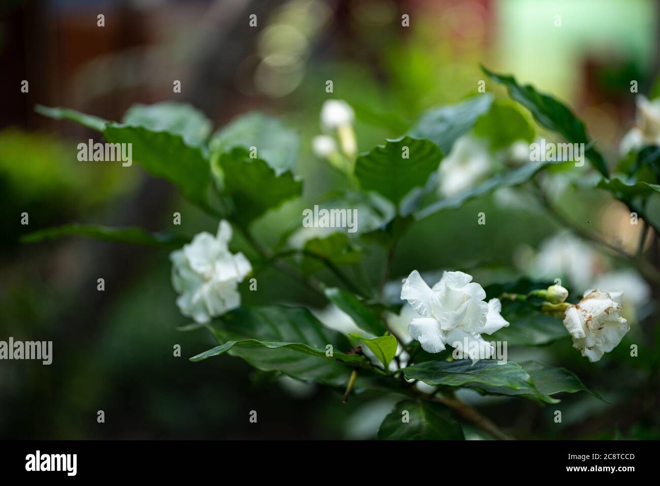 gardenia jasminoides weiße große Blume und grünes Blatt. Stockfoto