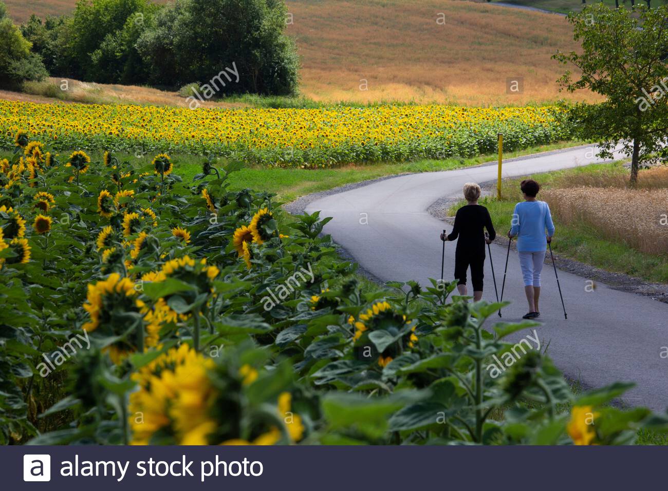 Ein Schuss von herrlichen Sonnenblumen in voller Blüte in Franken, Deutschland, während zwei Frauen gehen zu Fuß in der Nähe von Coburg, Deutschland. Der starke Morgenregen hat für die kommenden Tage dem besseren Wetter Platz gemacht. Dienstag wird mit Temperaturen von bis zu 28 Grad sehr warm sein. Stockfoto