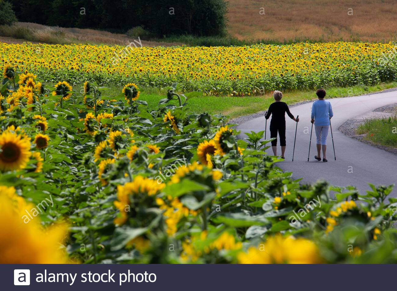 Ein Schuss von herrlichen Sonnenblumen in voller Blüte in Franken, Deutschland, während zwei Frauen gehen zu Fuß in der Nähe von Coburg, Deutschland. Heftiger Regen hat für die kommenden Tage zu besserem Wetter geführt. Dienstag wird mit Temperaturen von bis zu 28 Grad sehr warm sein. Stockfoto