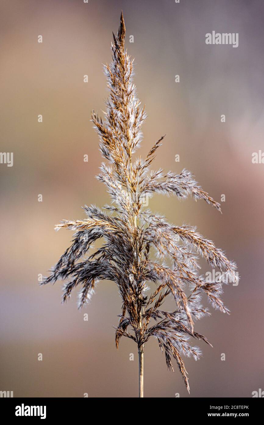 reed mit verschwommenem Schwarzgrund Stockfoto