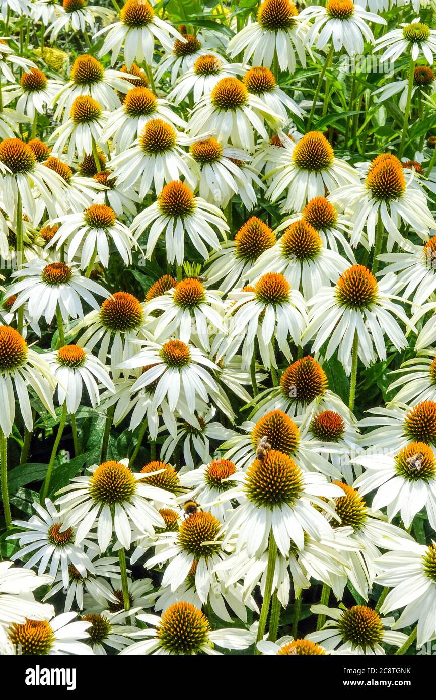 Weiße Echinacea purpurea Alba winterharte, mehrjährige weiße Blüten Stockfoto