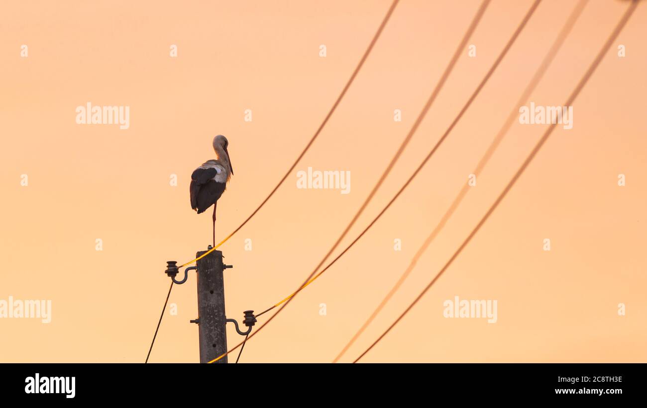 Ein Storch, der bei Sonnenuntergang auf einem Mast steht Stockfoto