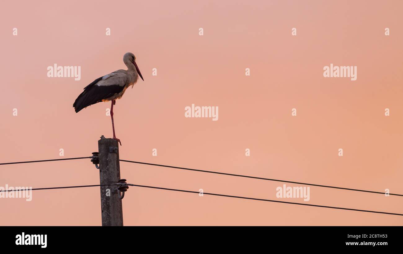 Ein Storch, der bei Sonnenuntergang auf einem Bein auf einem Mast steht Stockfoto