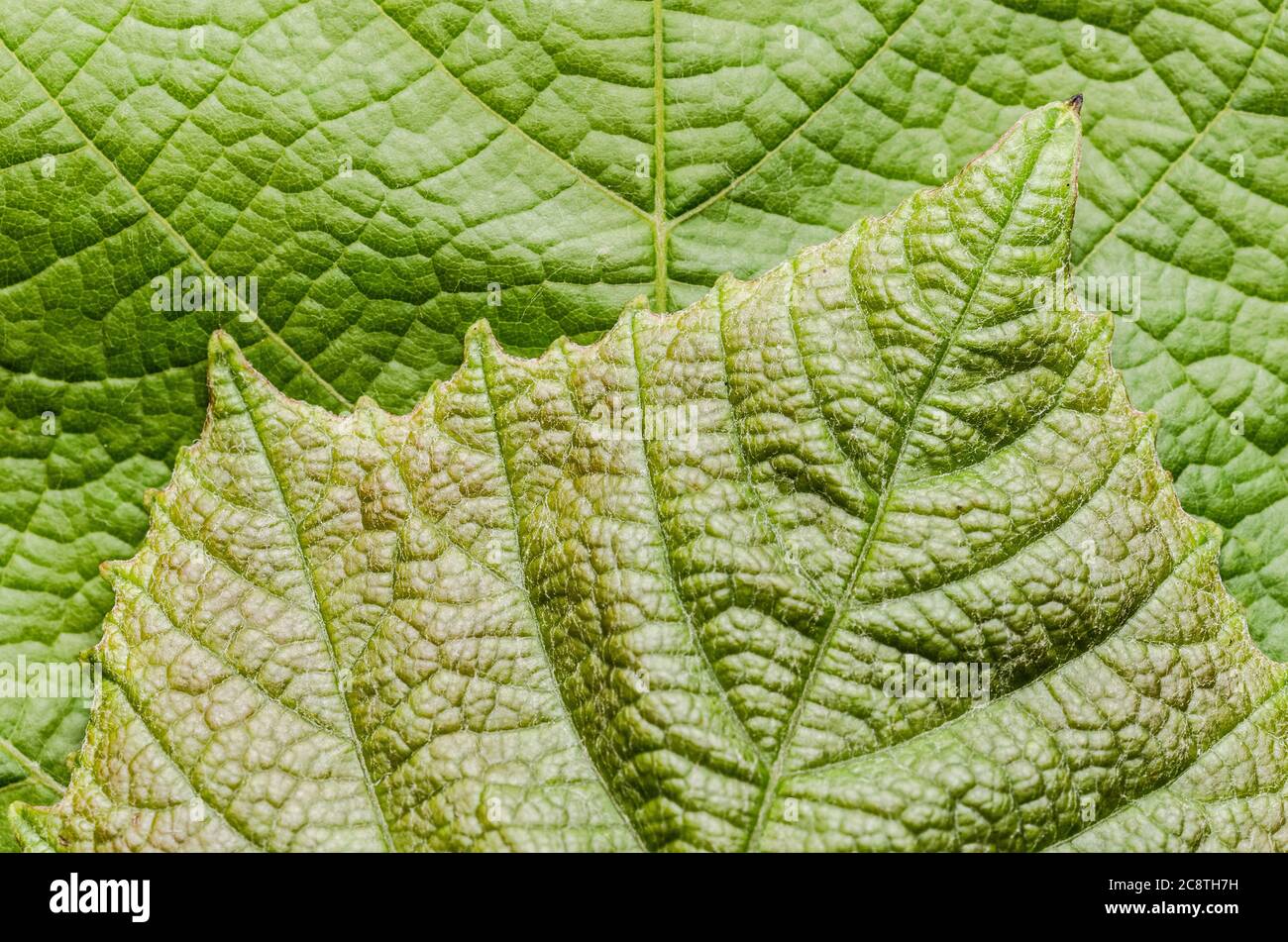 Vitis vinifera, grüne Weinrebenblätter mit feinen Details, Nahaufnahme, flache Lage Stockfoto