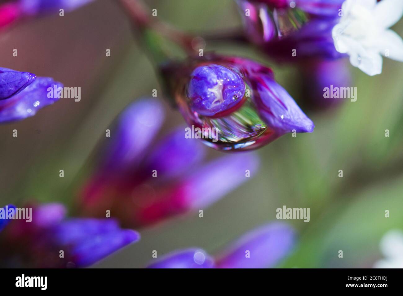 Kleine weiße und violette Blüten der exotischen Statice Pflanze Nahaufnahme mit Wassertropfen Stockfoto