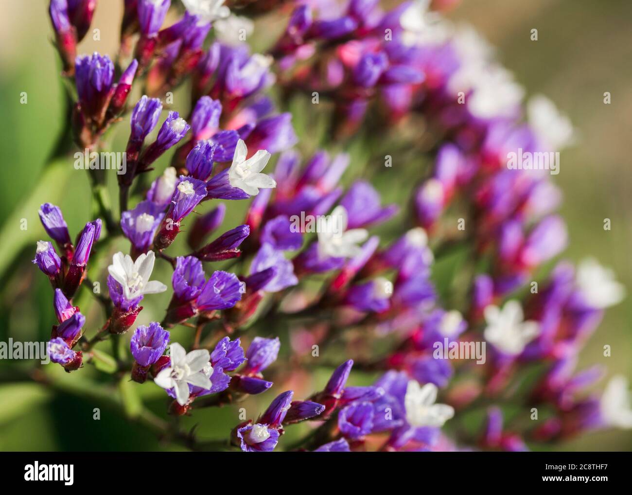 Kleine weiße und violette Blüten der exotischen Statice Pflanze Nahaufnahme Stockfoto