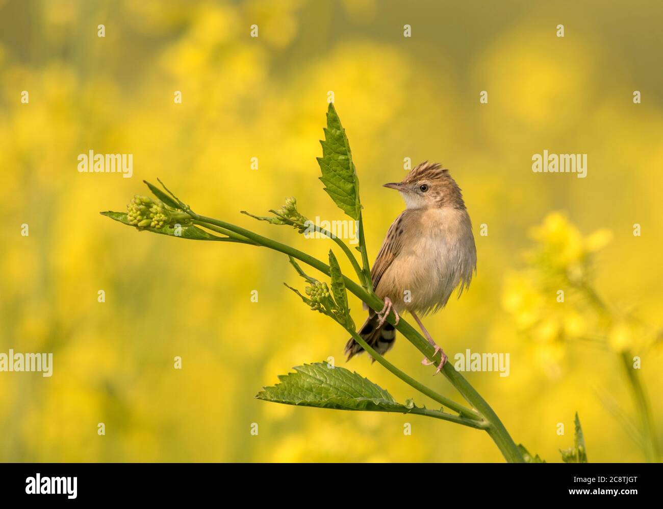 Zitting cisticola, der Zitting cisticola oder gestreift Fantail-Waldsänger, ist ein weit verbreiteter Old World-Waldsänger ist ein schöner kleiner Vogel in pakistan Stockfoto